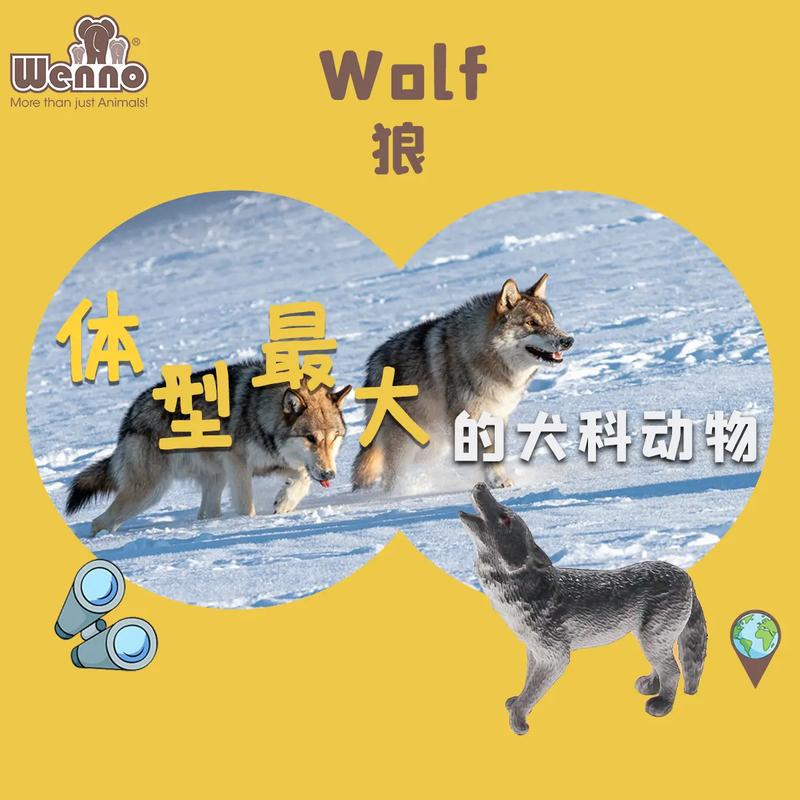 犬科动物百科（犬科动物百科百度）